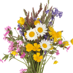 Bloemen en planten Bloemen en planten
