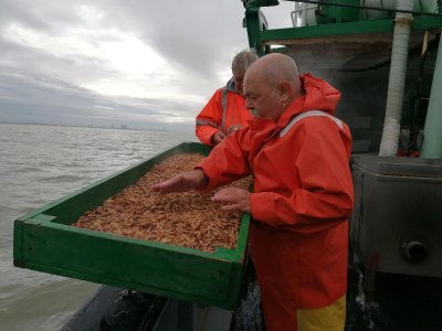 Vissers verzamelen garnalen