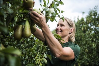 Peren plukken bij LemBiFruit