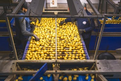 Sortering van aardappelen Sortering van aardappelen