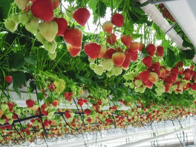 Kwekerij aardbeien Kwekerij aardbeien