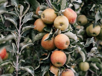 appels appels