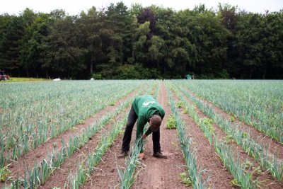 Piet op het veld © De Dobbelhoeve