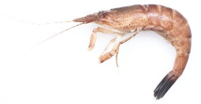 Crevette grise Crevette grise