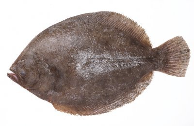 Barbue Barbue