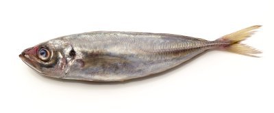 Chinchard Chinchard