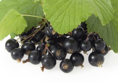 Cassis Cassis