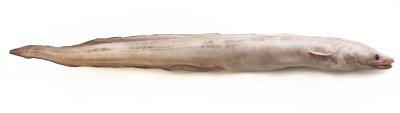 Congre Congre-Anguille de mer