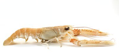 Langoustine Langoustine