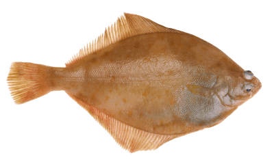Limande Limande