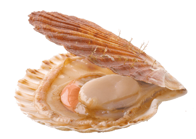 Coquille Saint-Jacques Coquille Saint-Jacques