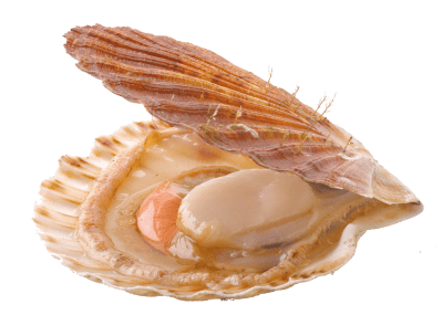 Coquille Saint-Jacques