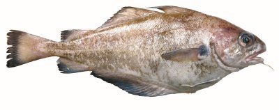 Tacaud Tacaud