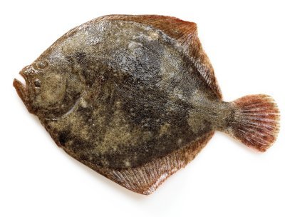 Turbot 