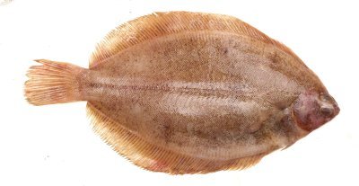 Limande-sole Limande-sole