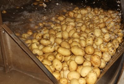 De aardappelen worden gewassen