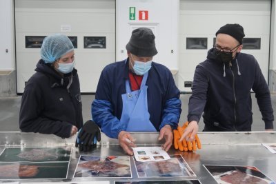 Formation sur les espèces de raies