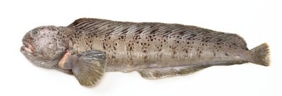 Loup de mer Loup de mer
