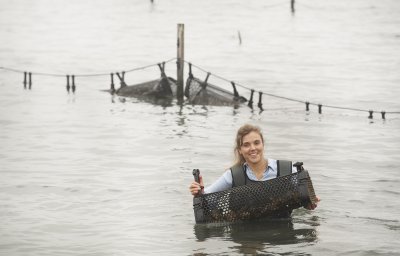 Oesterkweek in Oostende