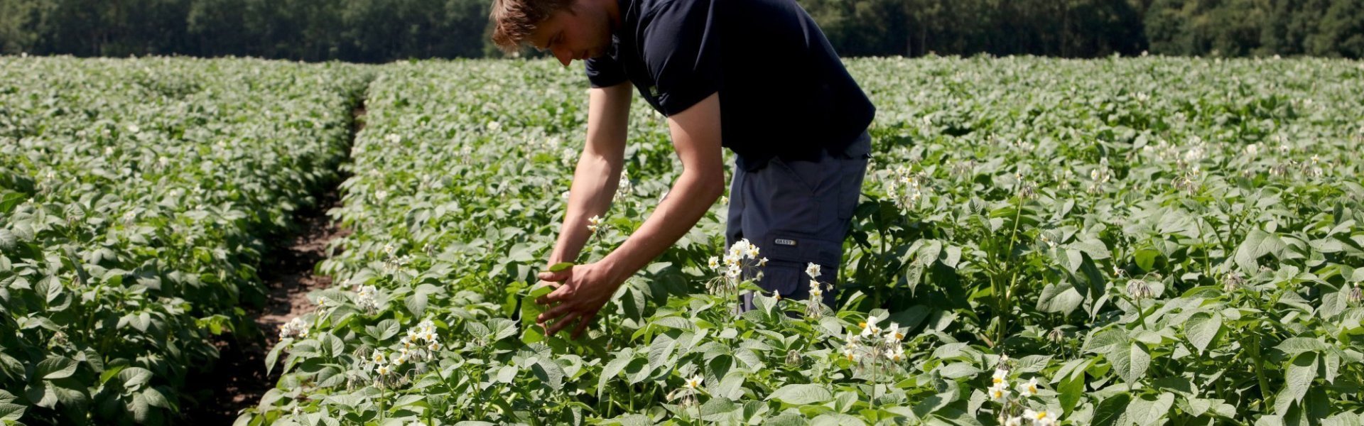 Aardappelveld in bloei Een aardappelveld in bloei met witte bloemetjes. Aardappelboer staat in het midden van het veld en bekijkt de bloemen zorgvuldig.