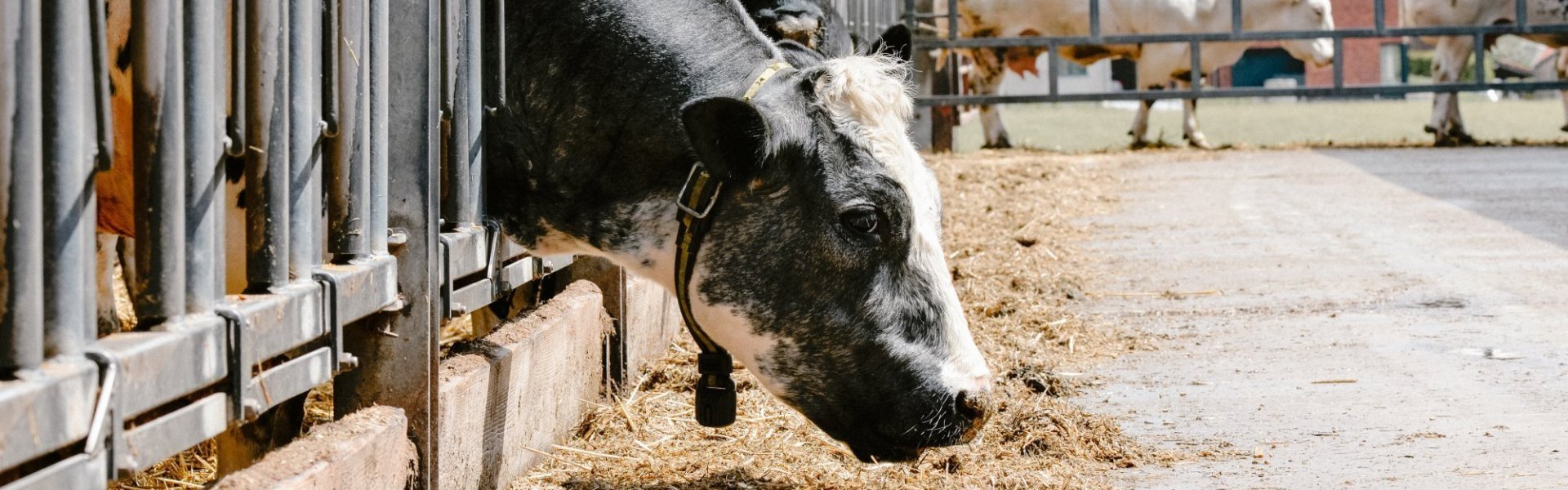 Vleeskoe van het Belgisch witblauw-ras die maïs eet in de stal op boerderij Fines.