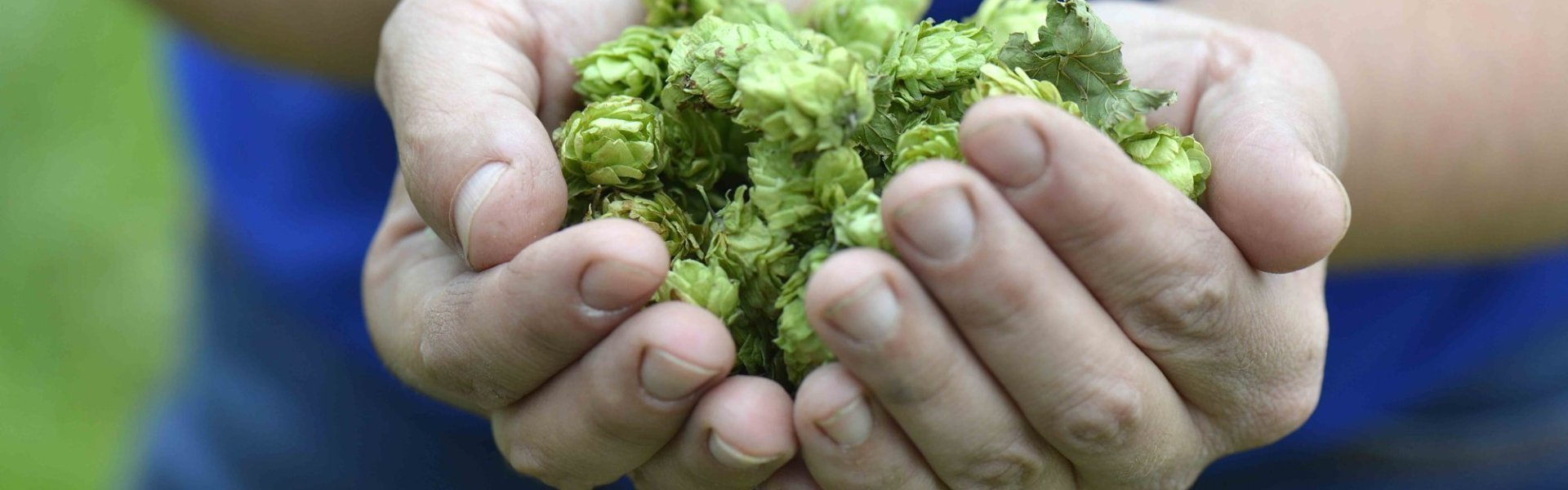 Belgische hop Belgische hop