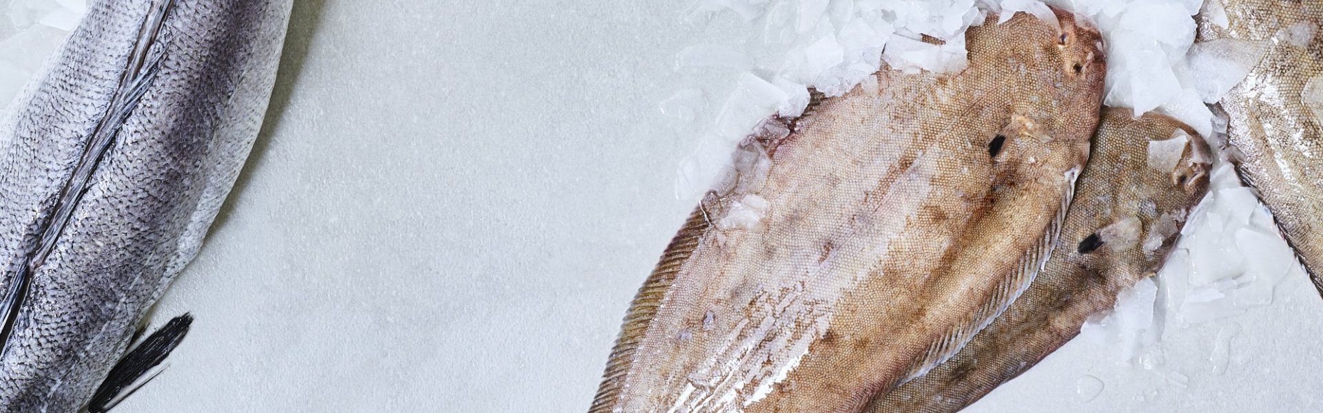 Vissen van bij ons uit de onze Noordzee. Zeetong, rog en heek liggen op ijs op tafel. 