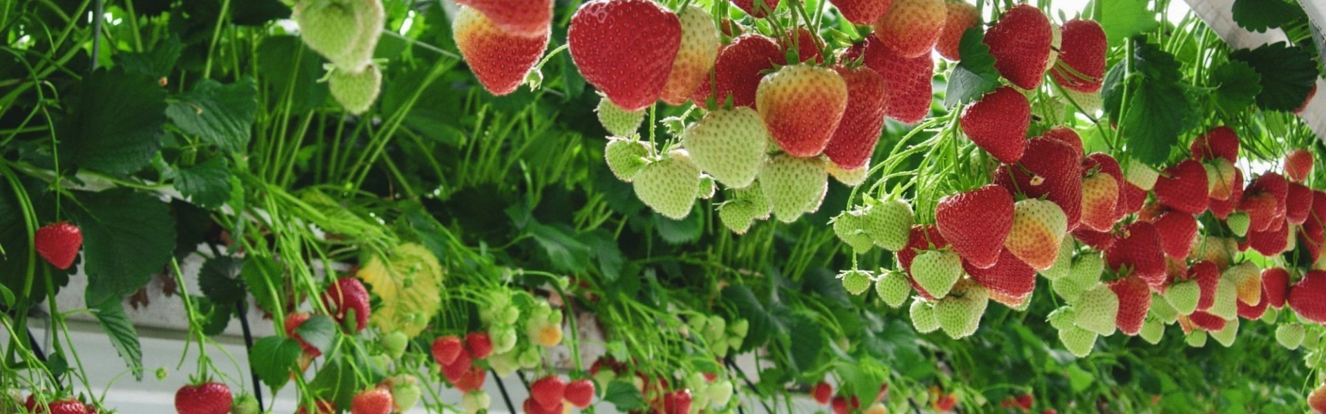 Kwekerij aardbeien Kwekerij aardbeien